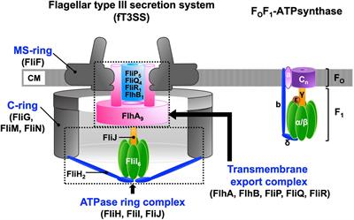 Insight Into Distinct Functional Roles of the Flagellar ATPase Complex for Flagellar Assembly in Salmonella